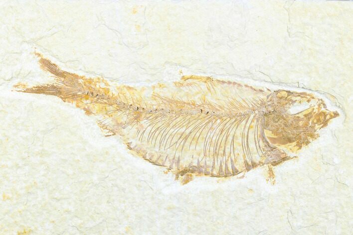 Detailed Fossil Fish (Knightia) - Wyoming #176398